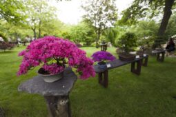 Botanická zahrada zve na festival bonsají a japonské kultury