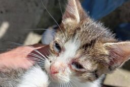 Vážné zanedbání péče o dvacet koček. Veterináři je majitelce odebrali