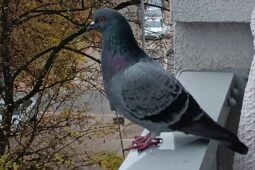 Pardubice mapují holuby. Nová studie poradí, jak snížit jejich počet