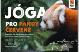 Komentovaná setkání u zvířat i jóga pro pandy. Liberecká zoo láká na prázdninové novinky