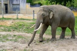 Pražská zoo přivítala nového sloního samce