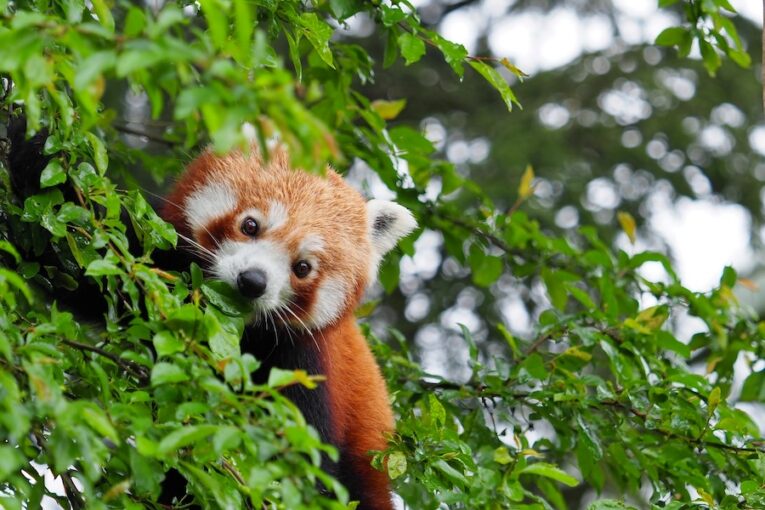 Pandy červené v olomoucké zoo mají úplně poprvé mláďata. Chovatelé pro ně shánějí bambus
