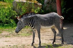 Safari Park slaví 80 let. Vstupné spadne na 80 korun