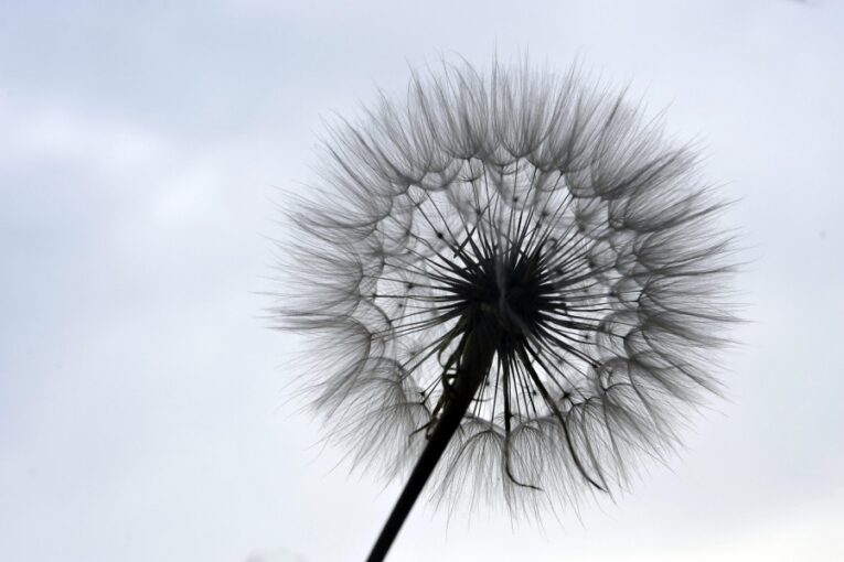 Zdroj foto: Pixabay.com