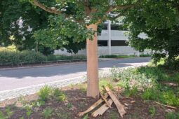 FOTO: Vandal poškodil vzrostlý strom v centru Liberce, škoda jde do stovek tisíc