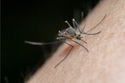 Teplo mění mapu škůdců. Do Česka pronikají nové druhy hmyzu i parazitů