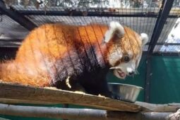 Uprchlá Panda červená je zpátky v Zoo Brno díky pomoci veřejnosti