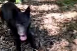 VIDEO: Zmizelý chlapec ve Vyškově vystrašil rodiče a zaměstnal policisty. Pomohl služební pes 