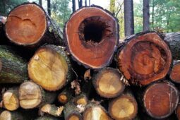 Recidivista prodával cizí dřevo zahraničním kupcům, přišel si na 160 tisíc