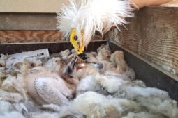 Zoo Zlín, Ostrava a Praha spojily síly při záchraně vzácných supů