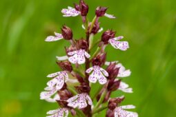 Milská stráň bude větší. Středočeský kraj rozšiřuje ochranu lokality, kde rostou orchideje