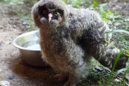 Dvě chlupaté kuličky. V Zoo Brno se narodili puštíci vousatí