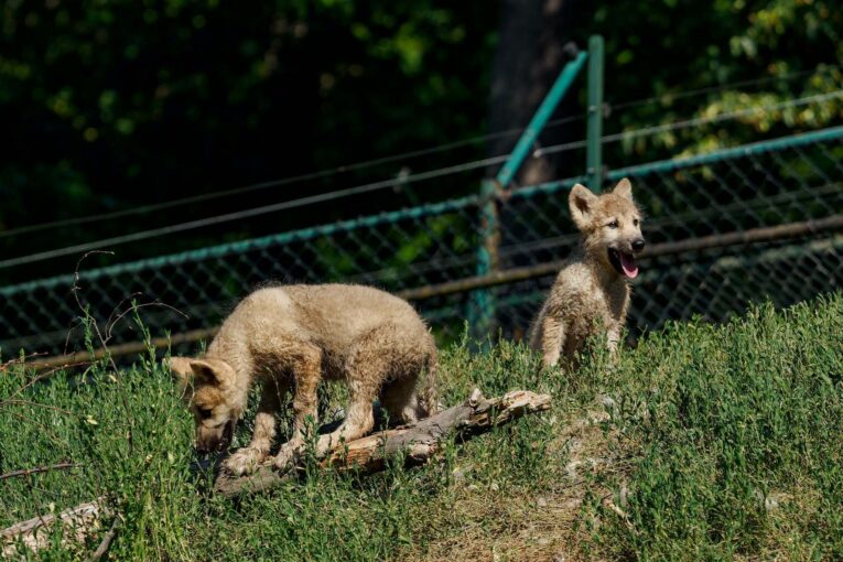 Zoo Brno přivítalo na svět mláďata vlka arktického