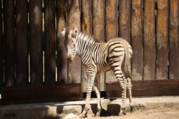 V Zoo Liberec se narodilo mládě zebry Chapmanovy. Už dovádí ve venkovním výběhu