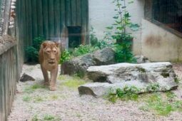 Zabavené lvici Else skončila v Liberci karanténa, návštěvníci zoo ji mohou vidět ve výběhu