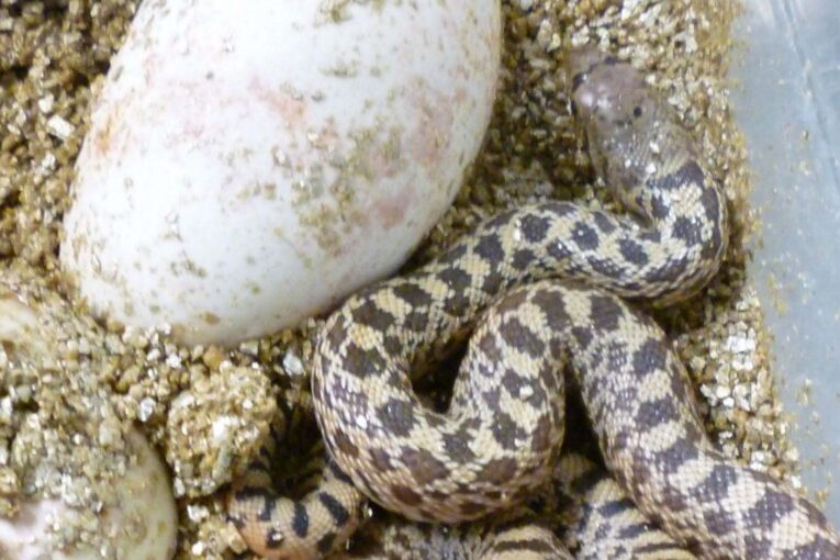 V Zoo Brno poprvé odchovali užovku sanmartinskou