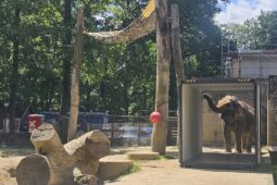 Slonice Bala po prázdninách opustí libereckou zoo. Ve výběhu už stojí přepravní kontejner