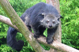 Fosa, binturong nebo cibetka. Poznejte šelmy, o kterých řada lidí nikdy neslyšela