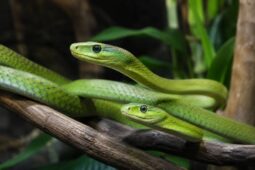 SAFARI PARK ukazuje světovou raritu. Návštěvníci uvidí hned tři druhy mamb
