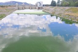 Povodí Moravy pozorně sleduje růst sinic v Dyji