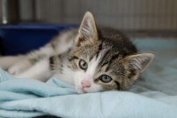 Šíří se kočičí mor i ve Středočeském kraji? Veterinární správa odpovídá
