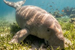 Zoo Liberec zahájila v Indonésii nový výzkum dugongů. Drony odhalují překvapivě početnou populaci