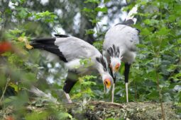 Pomoc ze Zlína míří do Afriky. Zoo podpoří ochranu ohrožených hadilovů