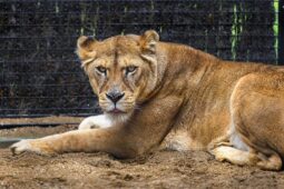 Zlínská zoo chystá novou kapitolu pro lvici Elsu. Čeká ji důležité seznamování
