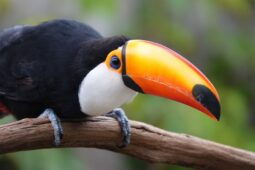 Zoo Zlín znovu slaví úspěch. Jako jediná v Česku opět odchovala tukany obrovské