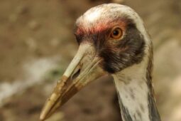 Zoo Brno hledá uprchlého jeřába daurského 