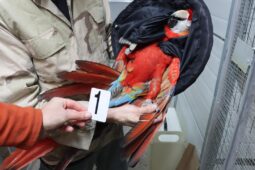 Pašeráci převáželi papoušky v PET lahvích. Zachráněných ptáků se ujala ostravská ZOO