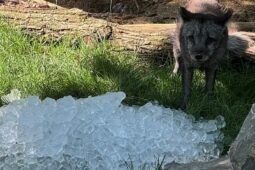 Zvířata v brněnské zoo dostala tunu ledu. Proběhlo ochutnávání i hraní