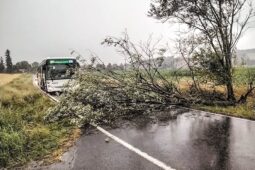 Popadané stromy, větve i voda ve sklepě. Bouřky zaměstnaly hasiče v kraji