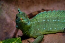 Dnešní den patří ještěrkám. Zoo Brno chová baziliška i dracenu