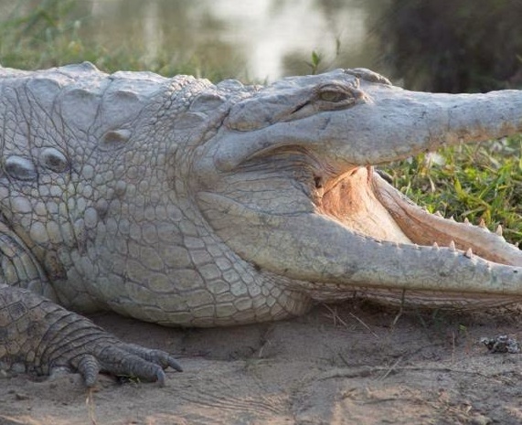 Zoo Brno pomáhá zachraňovat krokodýly v Kolumbii