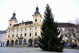 Máte na zahradě jehličnan? Darujte ho městu, které hledá vánoční strom