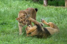 Zoo Praha oslaví Světový den lvů. Může se pochlubit vzácnými hadími přírůstky