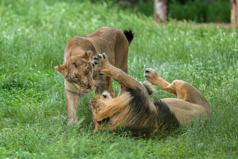 Zoo Praha oslaví Světový den lvů. Může se pochlubit vzácnými hadími přírůstky
