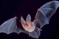 Co se děje v Podyjí, když se setmí? Přijďte to zjistit na Mezinárodní noc pro netopýry 