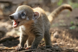 FOTO: Plzeňská zoo má napilno. Narodila se trojčata nosálů i malý zubr