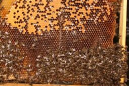Ve Valašském Meziříčí se objevil mor včelího plodu. Nakažená včelstva se musí zlikvidovat