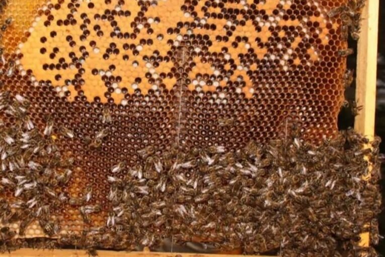 Ve Valašském Meziříčí se objevil mor včelího plodu. Nakažená včelstva se musí zlikvidovat