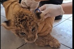 Dvouměsíční lvíčata v hodonínské zoo se podrobila vyšetření
