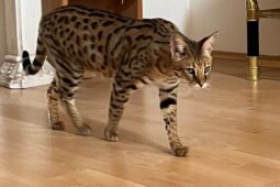 Z Bystrce utekl serval, kočkovitá šelma není nebezpečná