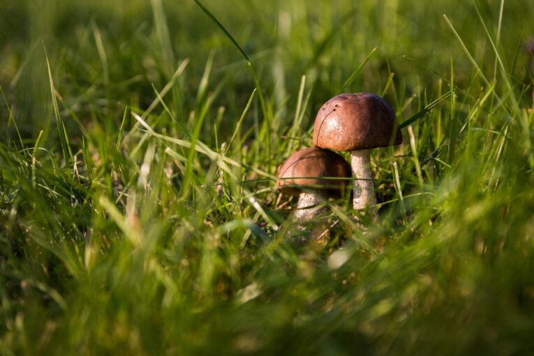 Zdroj foto: Pixabay.com
