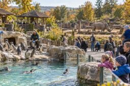 Safari Park spojí premiéru Tučňáků s Mezinárodním dnem nosorožců