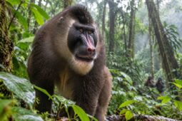 Safari Park zavede návštěvníky do království drilů na Bioku