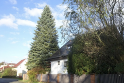 Plzeň už hledá vánoční strom. Máte na zahradě krasavce, který rozzáří náměstí?