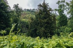 Dejte hlas svému stromu! Seznamte se s finalisty ankety Strom čtvrtstoletí 