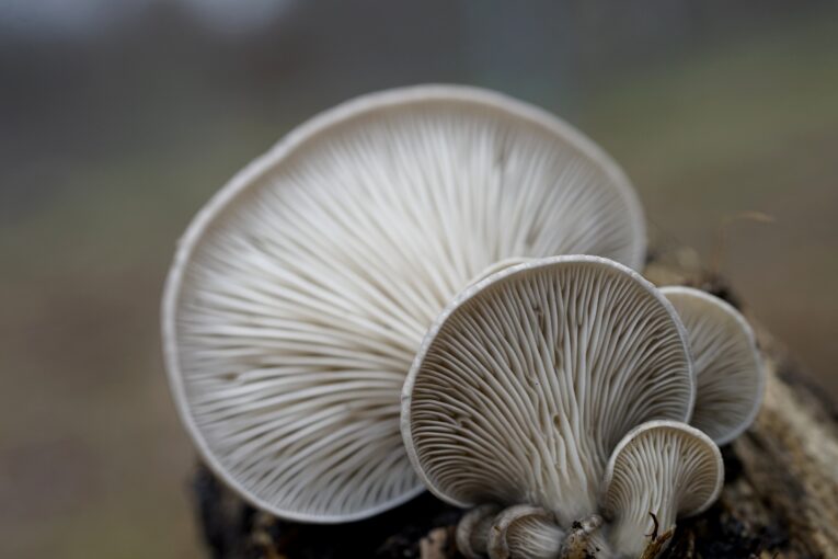 Zdroj foto: Pixabay.com